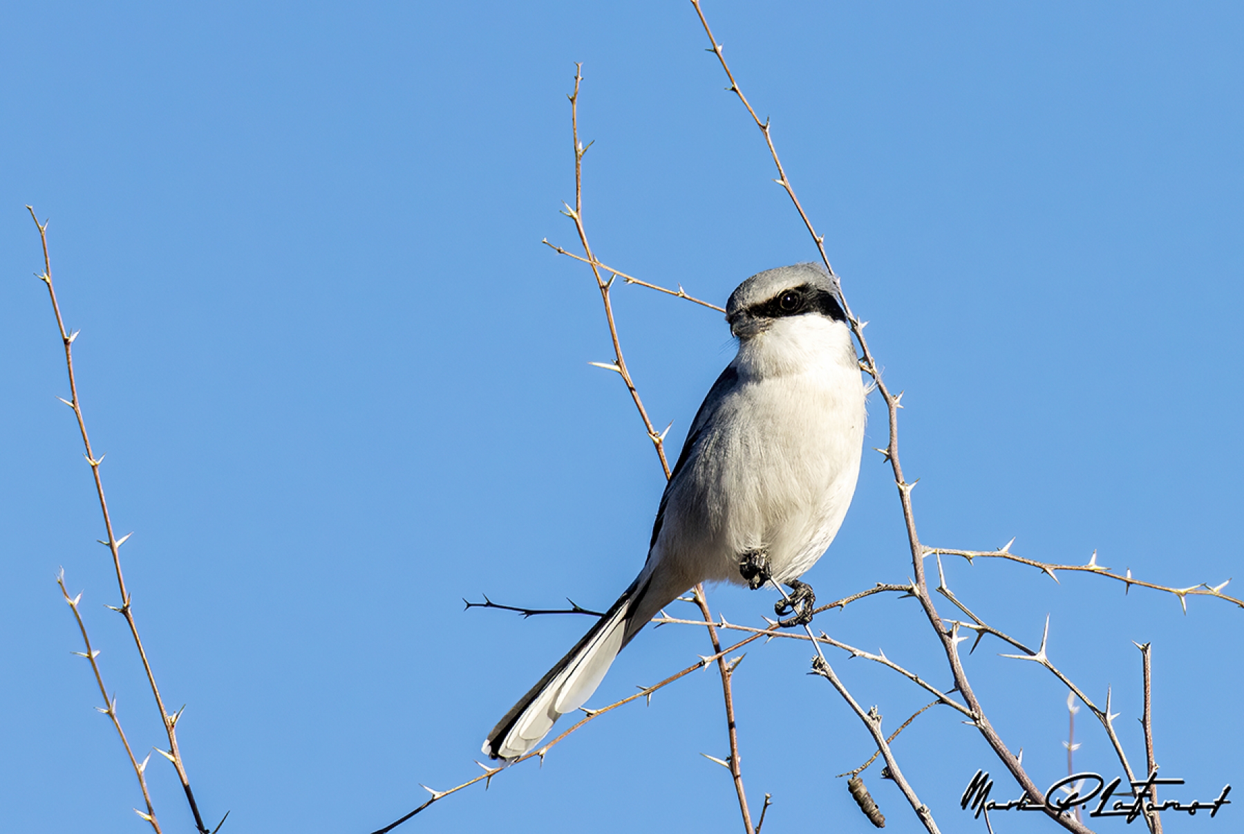 /gallery/north_america/USA/NM/bosque del apache/Loggerhead Shrike BdA Dec 2022-005s_med.jpg